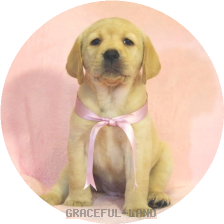 英国ラブラドールの子犬